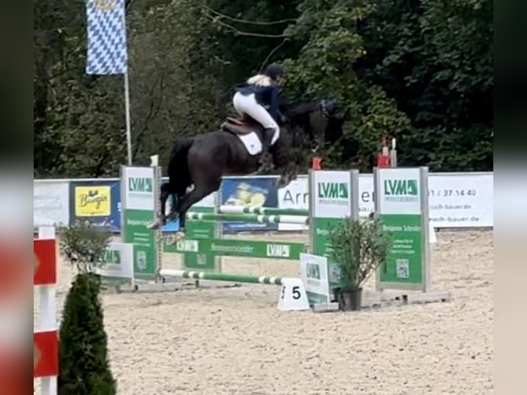 Austriacki koń gorącokrwisty Klacz 6 lat 170 cm Ciemnogniada in Altusried