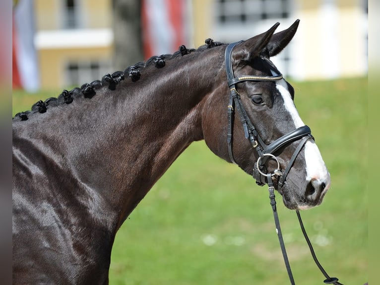 Austriacki koń gorącokrwisty Klacz 6 lat 170 cm Kara in Davidschlag