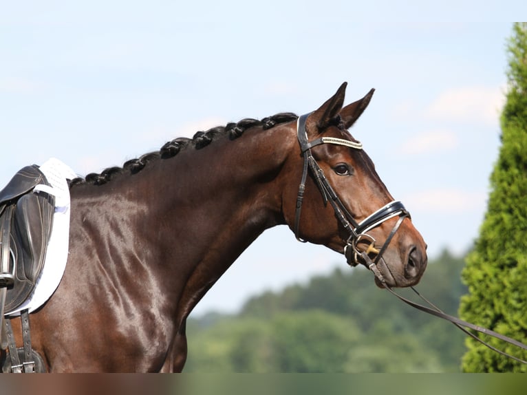 Austriacki koń gorącokrwisty Klacz 6 lat 172 cm Ciemnogniada in St Marein bei Graz