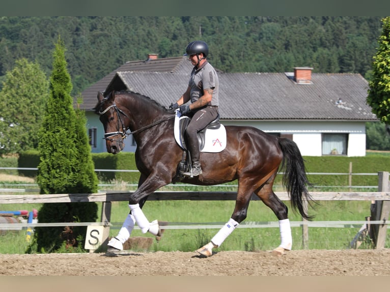 Austriacki koń gorącokrwisty Klacz 6 lat 172 cm Ciemnogniada in St Marein bei Graz