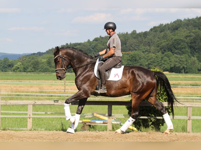 Austriacki koń gorącokrwisty Klacz 6 lat 172 cm Ciemnogniada in St Marein bei Graz