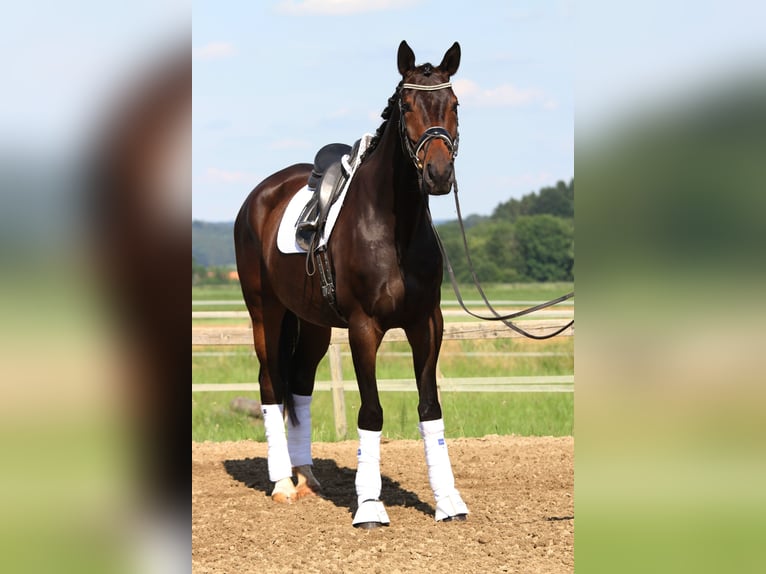 Austriacki koń gorącokrwisty Klacz 6 lat 172 cm Ciemnogniada in St Marein bei Graz