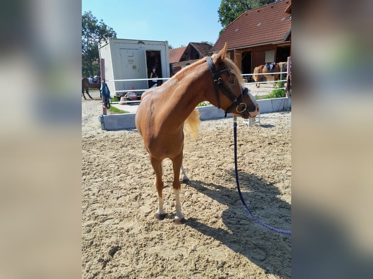 Austriacki koń gorącokrwisty Klacz 7 lat 142 cm Ciemnokasztanowata in St.Florian