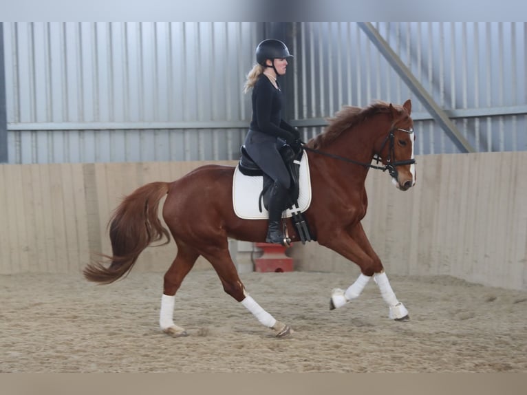 Austriacki koń gorącokrwisty Klacz 7 lat 162 cm Kasztanowata in Götzendorf an der Leitha