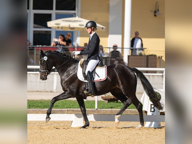 Austriacki koń gorącokrwisty Klacz 7 lat 163 cm Gniada in Pernegg