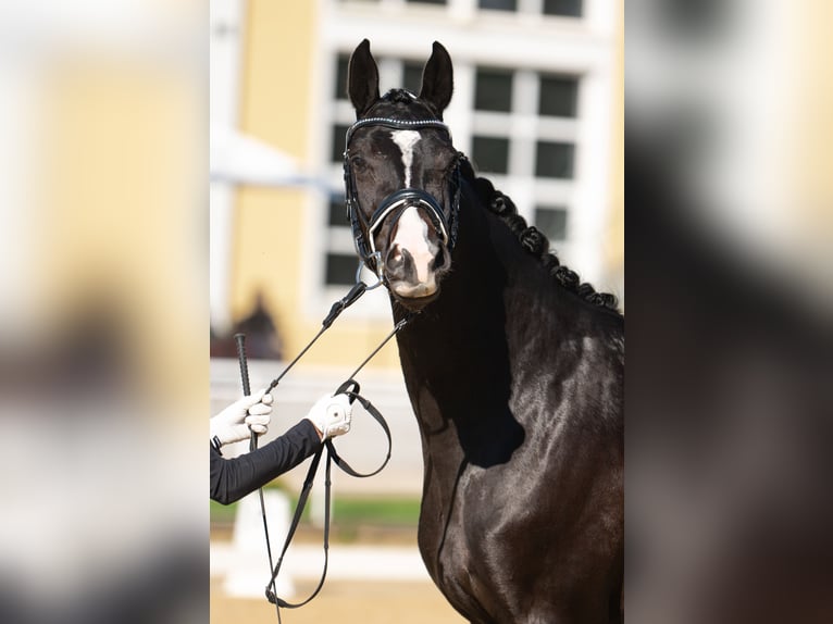Austriacki koń gorącokrwisty Klacz 7 lat 163 cm Gniada in Pernegg