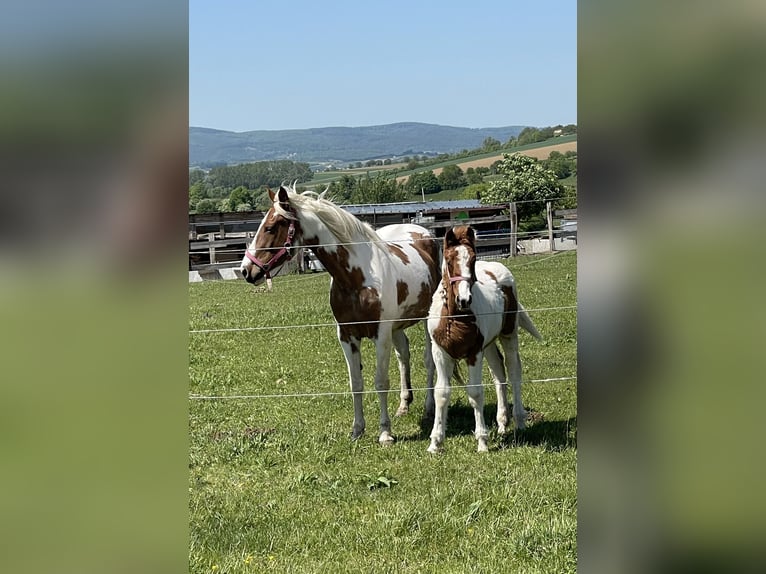 Austriacki koń gorącokrwisty Mix Klacz 7 lat 163 cm Srokata in Loipersbach