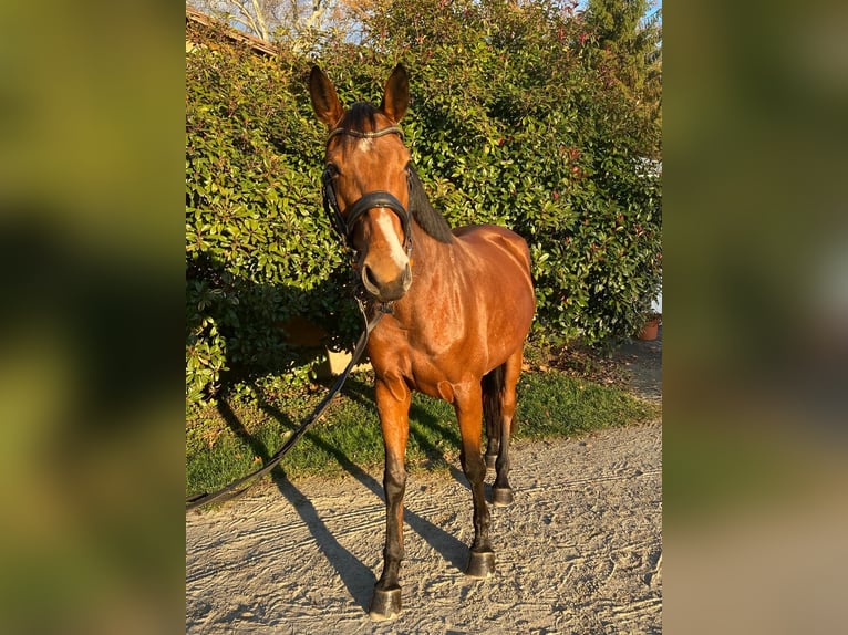 Austriacki koń gorącokrwisty Klacz 7 lat 164 cm Gniada in Feldbach