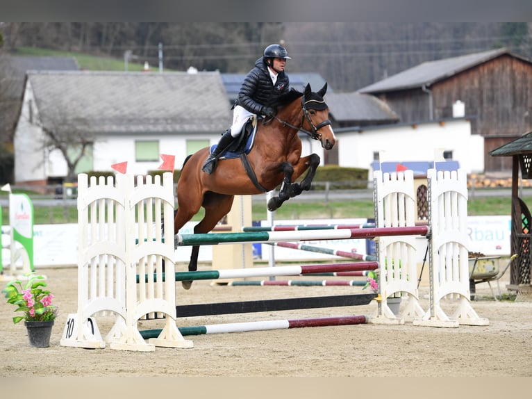 Austriacki koń gorącokrwisty Klacz 7 lat 164 cm Gniada in Gniebing