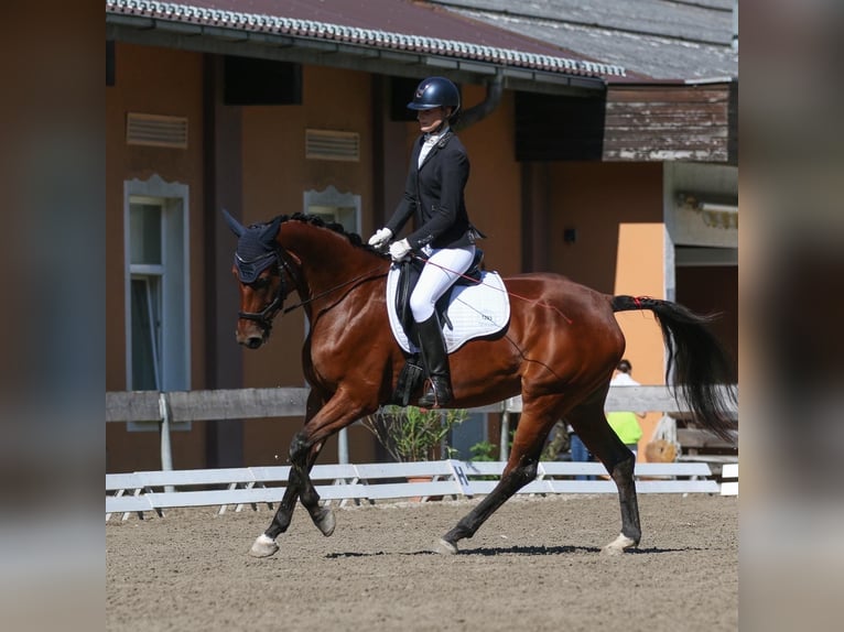 Austriacki koń gorącokrwisty Klacz 7 lat 165 cm Gniada in Altenmarkt