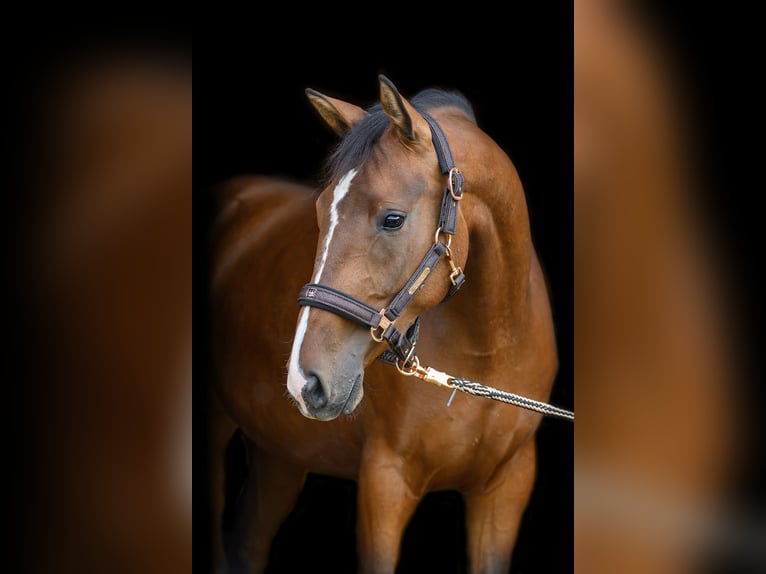 Austriacki koń gorącokrwisty Klacz 7 lat 165 cm Gniada in Gföhl