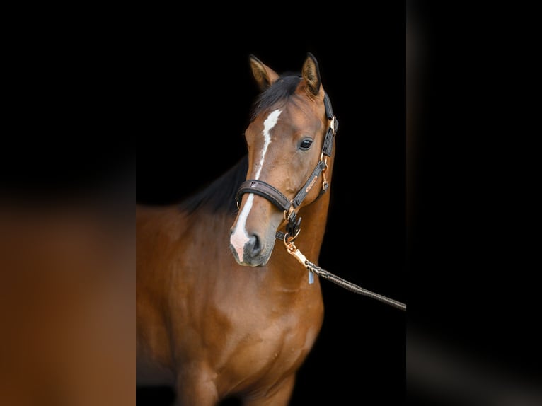 Austriacki koń gorącokrwisty Klacz 7 lat 165 cm Gniada in Gföhl