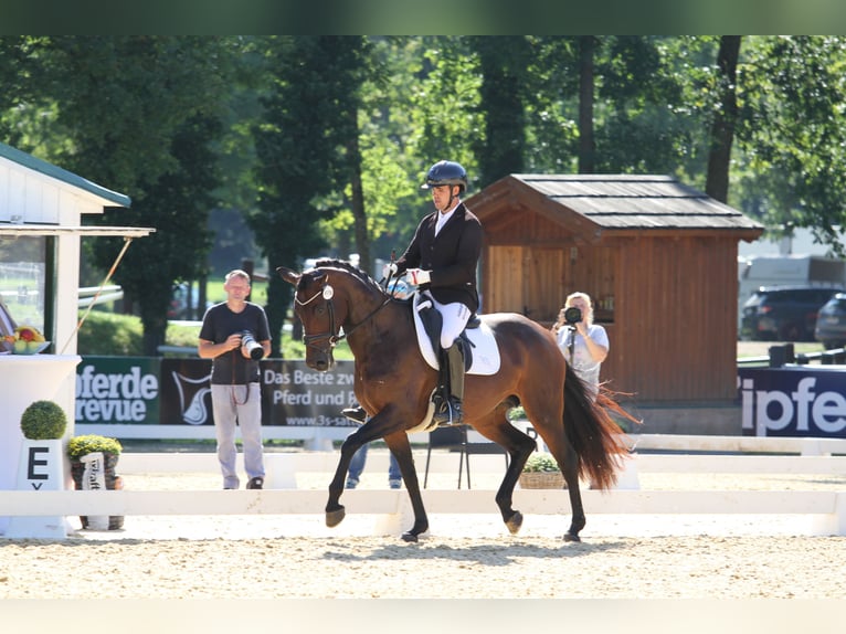 Austriacki koń gorącokrwisty Klacz 7 lat 167 cm Gniada in St Marein bei Graz