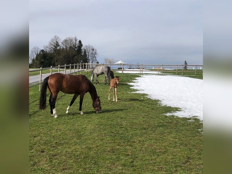 Austriacki koń gorącokrwisty Mix Klacz 7 lat 168 cm Gniada in Vöcklamarkt