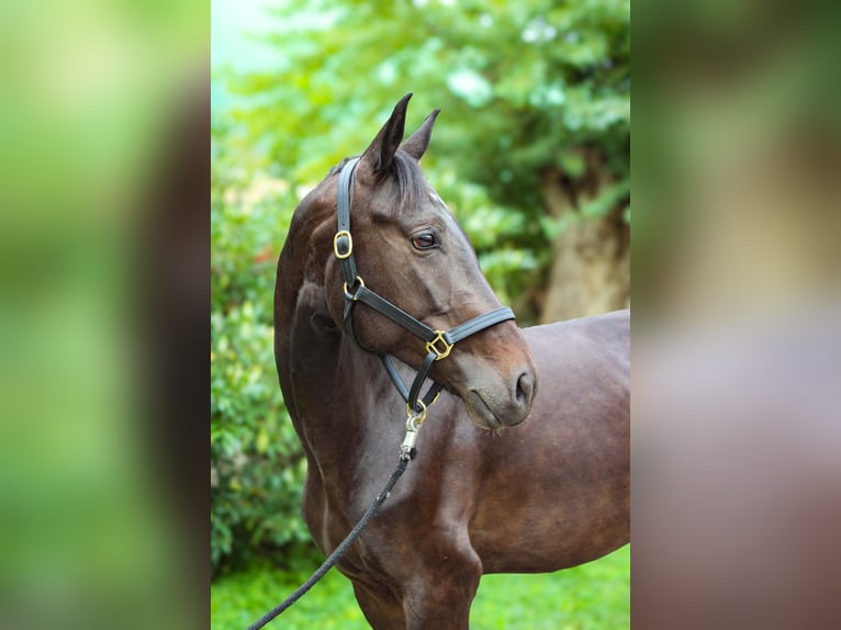 Austriacki koń gorącokrwisty Klacz 7 lat 168 cm Kara in Fischamend-Dorf