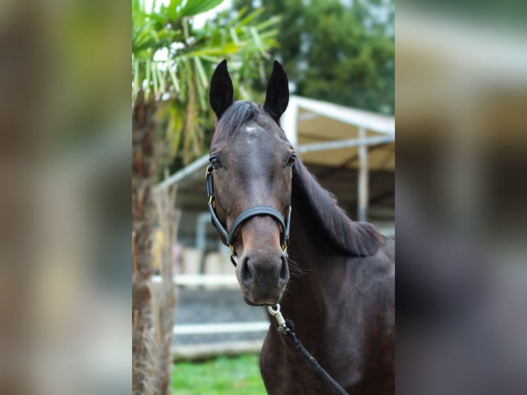 Austriacki koń gorącokrwisty Klacz 7 lat 168 cm Kara in Fischamend-Dorf