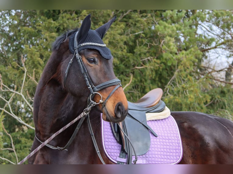 Austriacki koń gorącokrwisty Klacz 7 lat 172 cm Ciemnogniada in Götzendorf an der Leitha