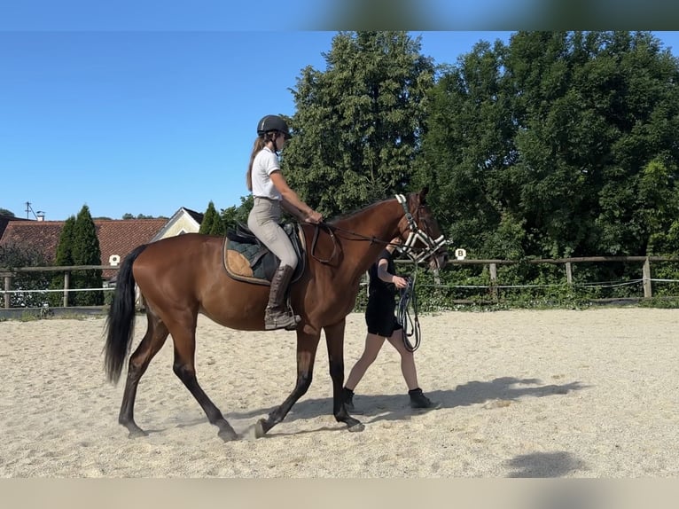 Austriacki koń gorącokrwisty Klacz 7 lat 172 cm Gniada in Gleisdorf