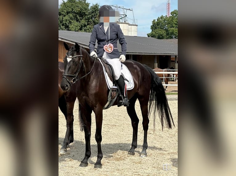 Austriacki koń gorącokrwisty Klacz 7 lat 174 cm Kara in Gleinkerau