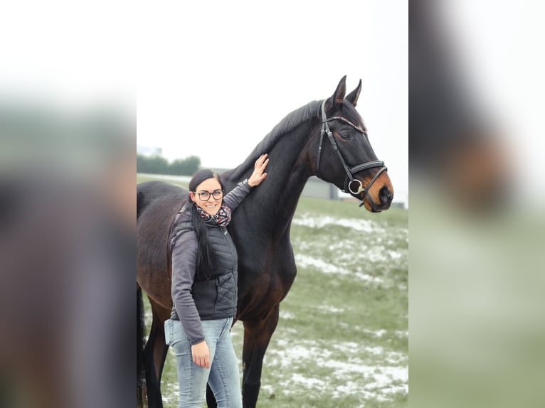 Austriacki koń gorącokrwisty Klacz 7 lat 174 cm Skarogniada in Rohrbach
