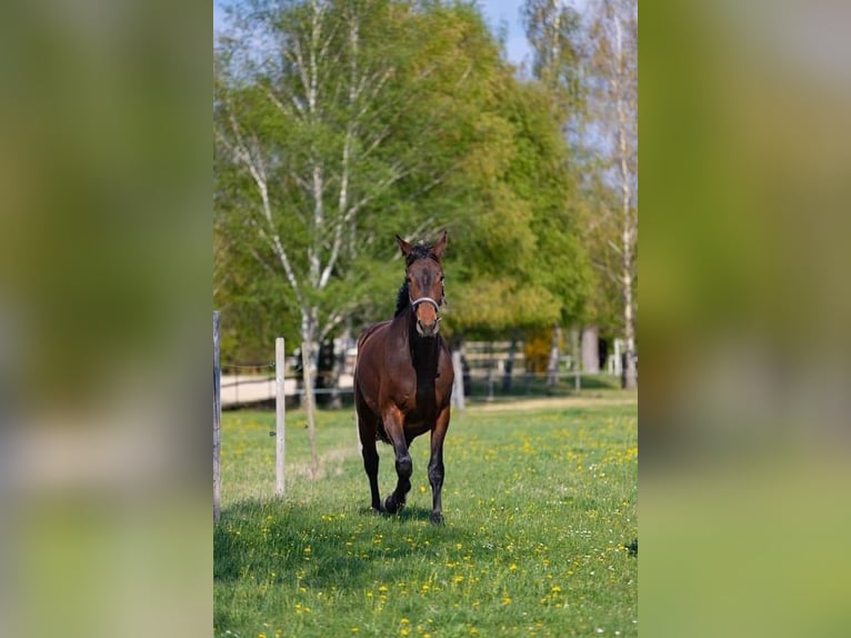 Austriacki koń gorącokrwisty Klacz 7 lat 175 cm Gniada in Mank