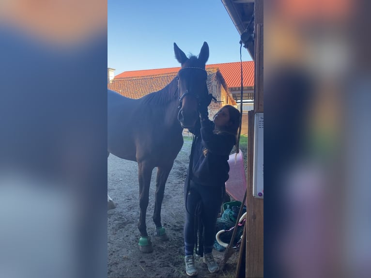 Austriacki koń gorącokrwisty Mix Klacz 7 lat 176 cm Gniada in Lannach