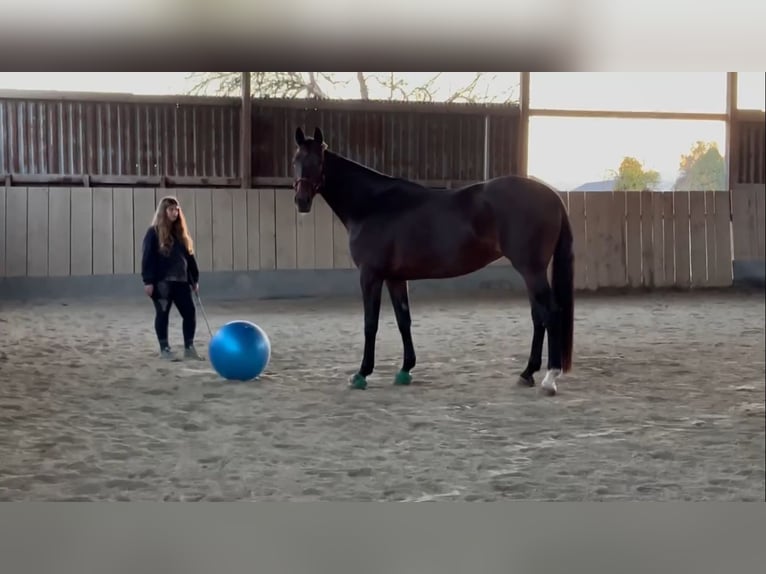 Austriacki koń gorącokrwisty Mix Klacz 7 lat 176 cm Gniada in Lannach