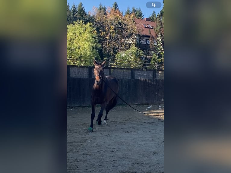 Austriacki koń gorącokrwisty Mix Klacz 7 lat 176 cm Gniada in Lannach