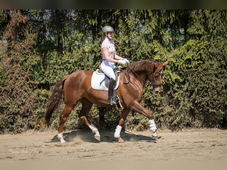 Austriacki koń gorącokrwisty Klacz 8 lat 163 cm Kasztanowata in Sankt Marein bei Knittelfeld