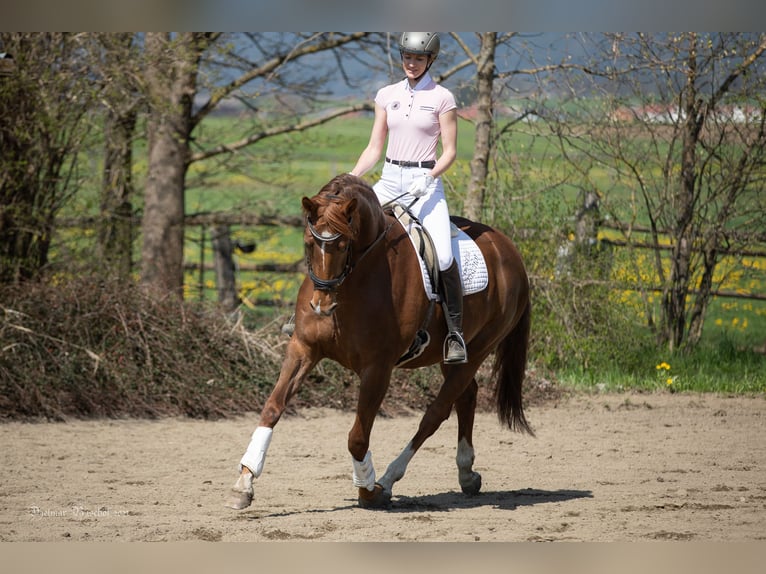 Austriacki koń gorącokrwisty Klacz 8 lat 163 cm Kasztanowata in Sankt Marein bei Knittelfeld