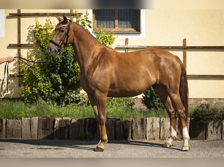 Austriacki koń gorącokrwisty Klacz 8 lat 163 cm Kasztanowata in Sankt Marein bei Knittelfeld