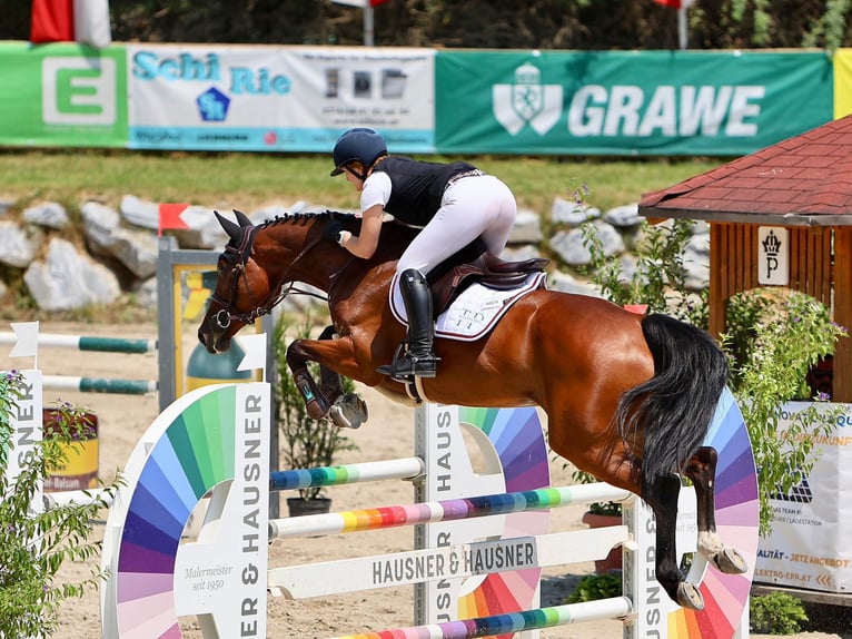 Austriacki koń gorącokrwisty Klacz 8 lat 165 cm Gniada in Gallbrunn