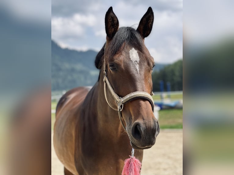 Austriacki koń gorącokrwisty Klacz 8 lat 165 cm Gniada in Neumarkt