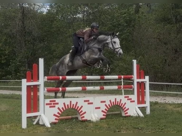 Austriacki koń gorącokrwisty Klacz 8 lat 167 cm Siwa in Sankt Peter am Kammersberg