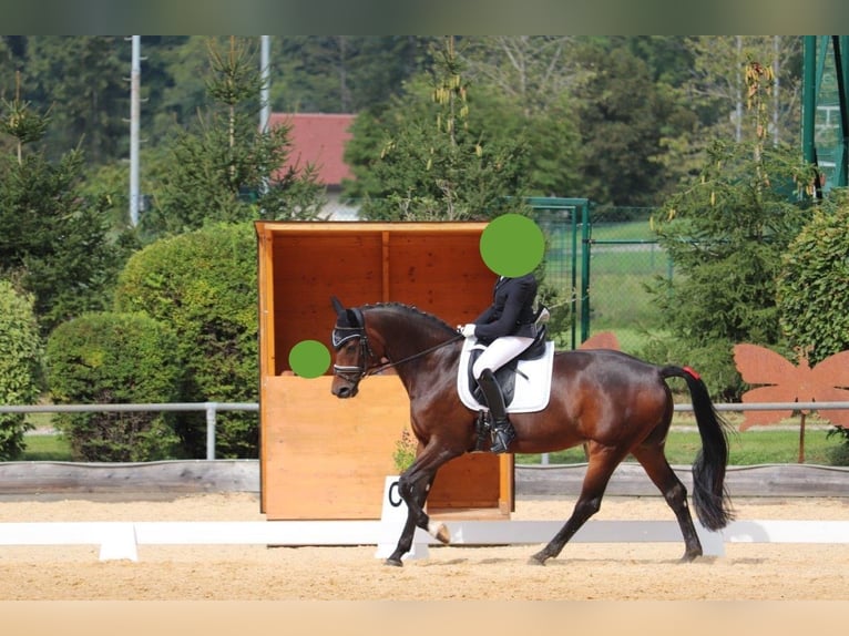 Austriacki koń gorącokrwisty Klacz 8 lat 167 cm Skarogniada in Kothgumprechting