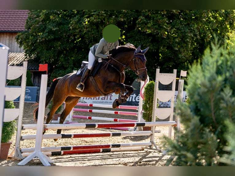 Austriacki koń gorącokrwisty Klacz 8 lat 167 cm Skarogniada in Kothgumprechting