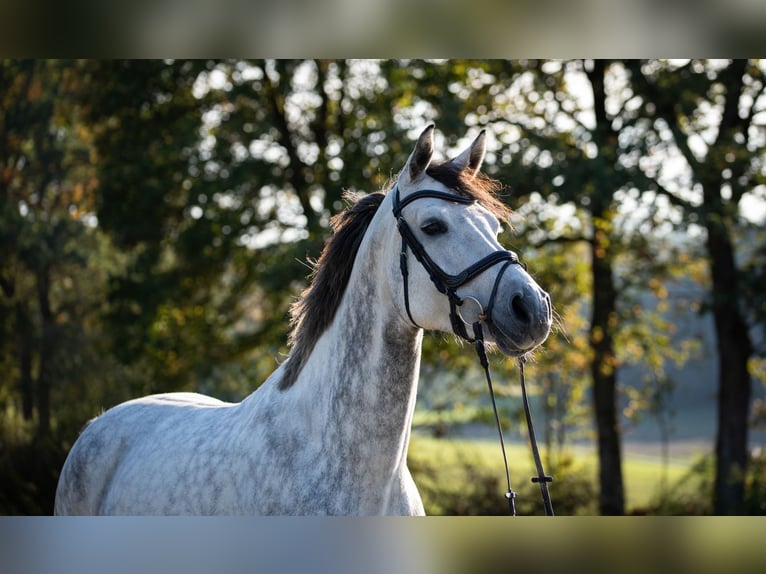 Austriacki koń gorącokrwisty Klacz 8 lat 174 cm Siwa jabłkowita in Buchen (Odenwald)