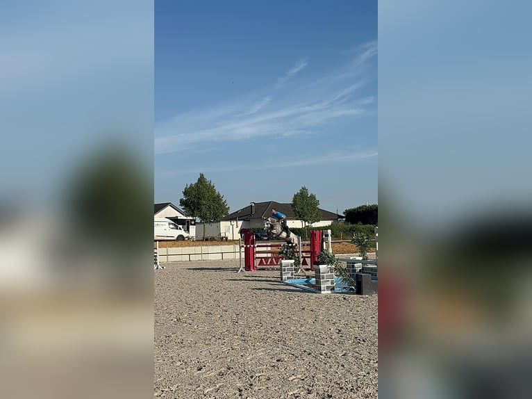 Austriacki koń gorącokrwisty Klacz 8 lat 174 cm Siwa jabłkowita in Buchen (Odenwald)