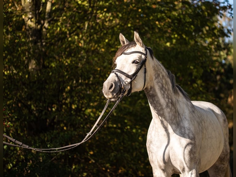 Austriacki koń gorącokrwisty Klacz 8 lat 174 cm Siwa jabłkowita in Buchen (Odenwald)