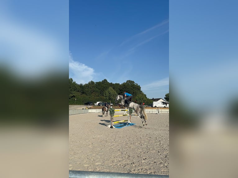 Austriacki koń gorącokrwisty Klacz 8 lat 174 cm Siwa jabłkowita in Buchen (Odenwald)
