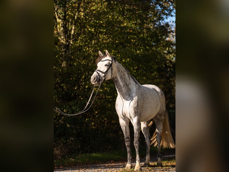 Austriacki koń gorącokrwisty Klacz 8 lat 174 cm Siwa jabłkowita in Buchen (Odenwald)