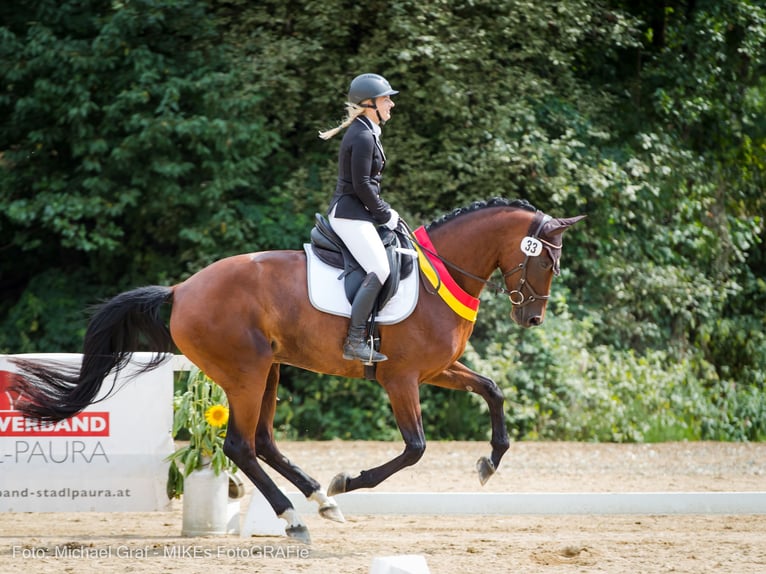 Austriacki koń gorącokrwisty Klacz 8 lat 175 cm Gniada in Markt Hartmannsdorf
