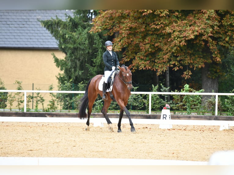 Austriacki koń gorącokrwisty Klacz 8 lat 175 cm Gniada in Markt Hartmannsdorf