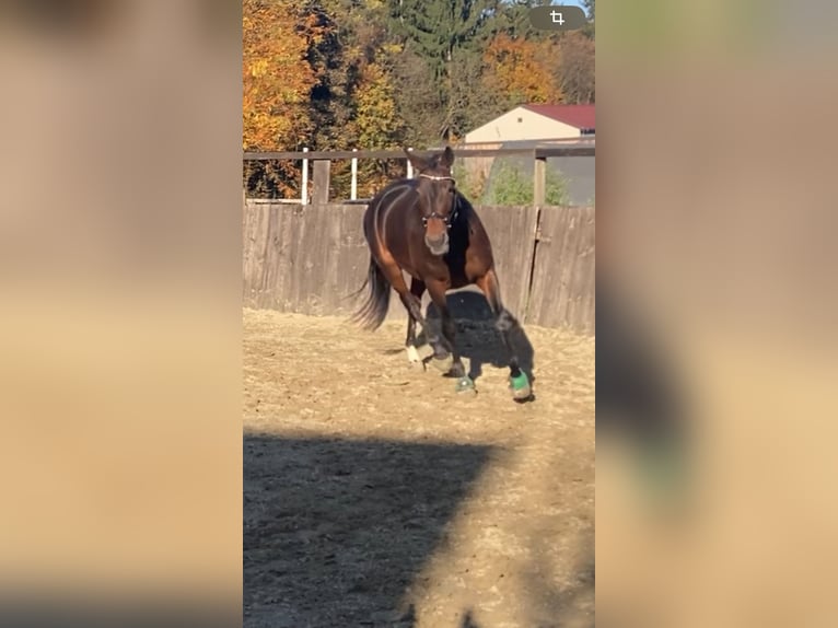 Austriacki koń gorącokrwisty Mix Klacz 8 lat 176 cm Gniada in Lannach