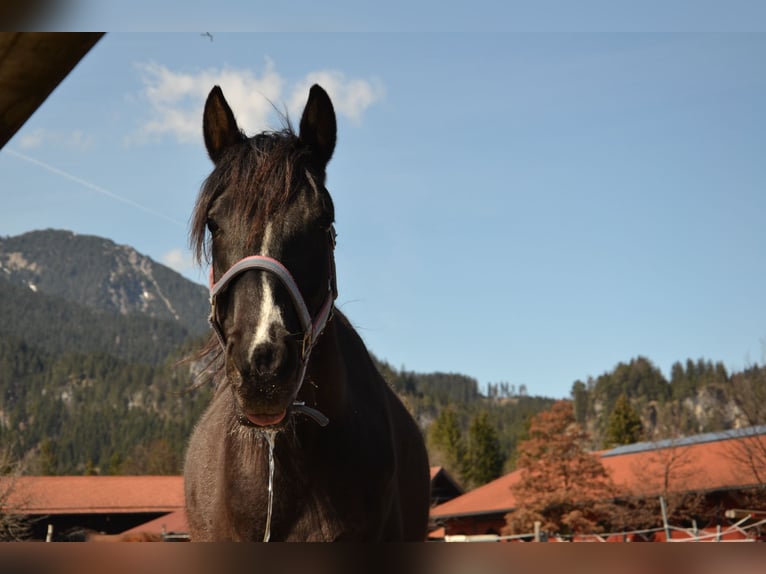 Austriacki koń gorącokrwisty Klacz 9 lat 145 cm Srokata in Reutte