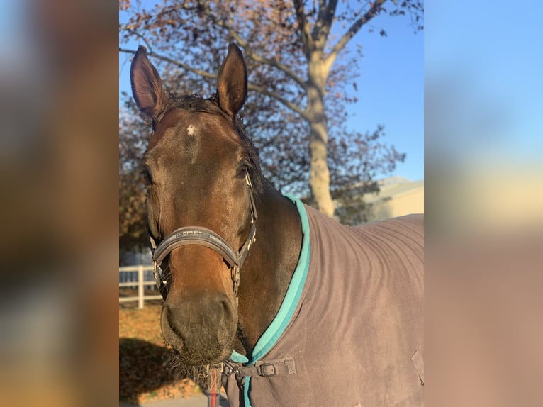 Austriacki koń gorącokrwisty Klacz 9 lat 163 cm Gniada in Weigelsdorf