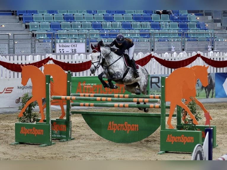 Austriacki koń gorącokrwisty Klacz 9 lat 173 cm Siwa in Linz