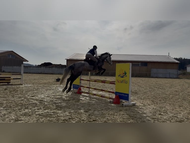 Austriacki koń gorącokrwisty Klacz 9 lat 177 cm Siwa in Dietenheim
