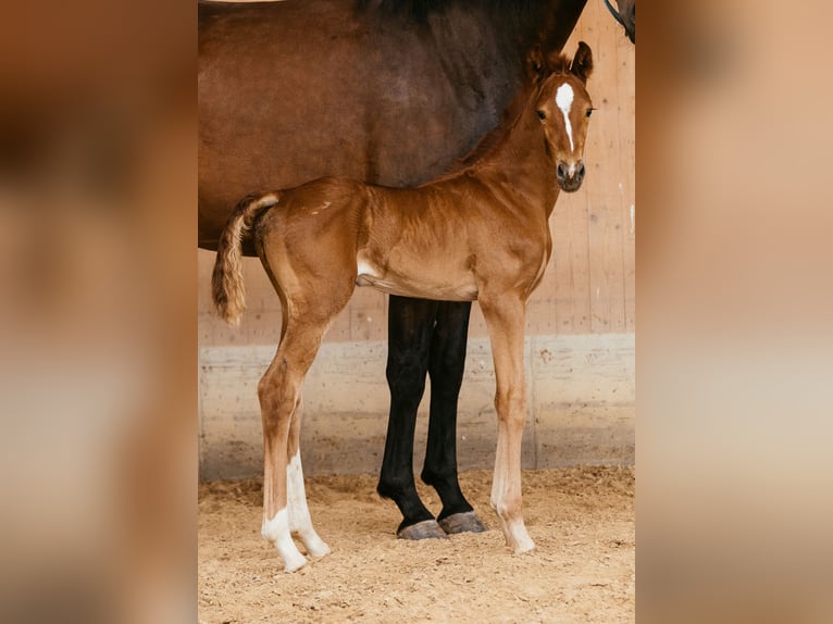 Austriacki koń gorącokrwisty Klacz Źrebak (06/2024) 169 cm Kasztanowata in Unterpetersdorf