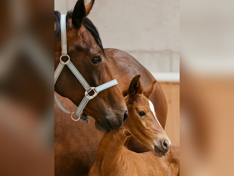 Austriacki koń gorącokrwisty Klacz Źrebak (06/2024) 169 cm Kasztanowata in Unterpetersdorf